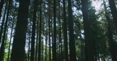 Güzel orman manzarası, doğa ve çevre