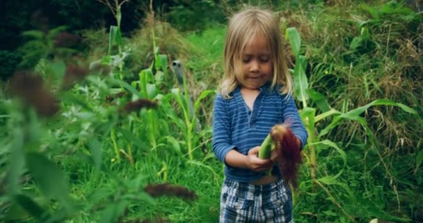 Chłopiec Obiera Kukurydzę Zielonym Ogrodzie — Wideo stockowe