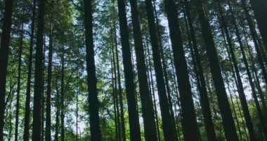 Güzel orman manzarası, doğa ve çevre