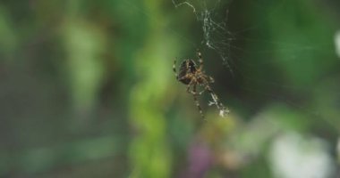 Örümcek ağındaki örümcek, bulanık arkaplan