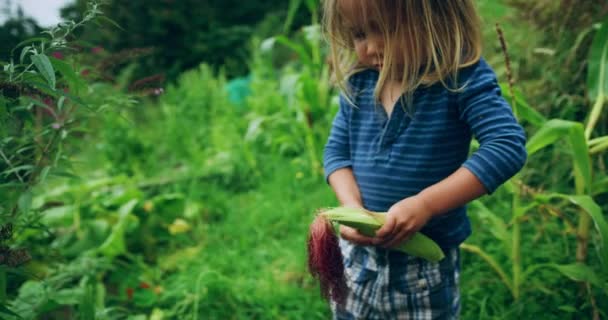 Cute Little Boy Peeling Raw Corn Cob Garden — Stock Video