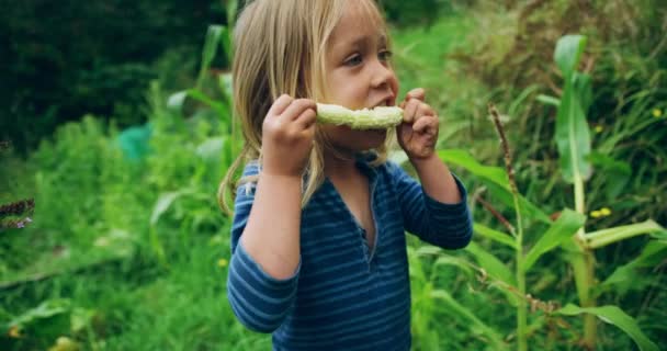 Cute Little Boy Jedzenia Surowej Kolby Kukurydzy Ogrodzie — Wideo stockowe