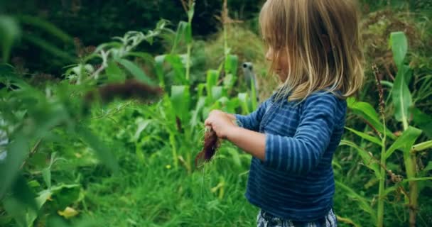 Αγόρι Ξεφλουδίζει Καλαμπόκι Στον Καταπράσινο Κήπο — Αρχείο Βίντεο