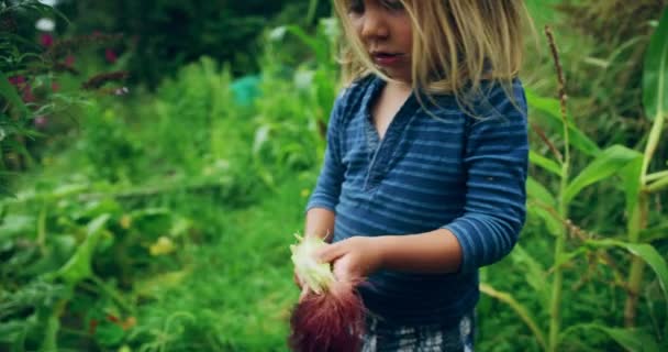 可爱的小男孩在花园里剥下生玉米芯 — 图库视频影像