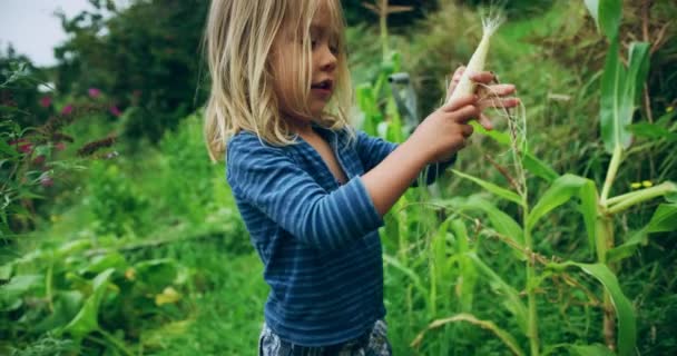 Cute Little Boy Peeling Raw Corn Cob Garden — Stock Video