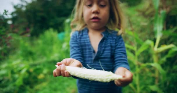 Cute Little Boy Eating Raw Corn Cob Garden — Stock Video
