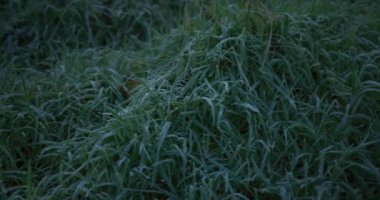 Bahçedeki donmuş yeşil çimenler