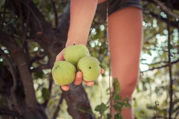 Žena v strom drží tři jablka — Stock fotografie