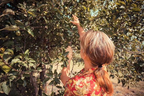 Giovane donna sta raccogliendo mele — Foto Stock