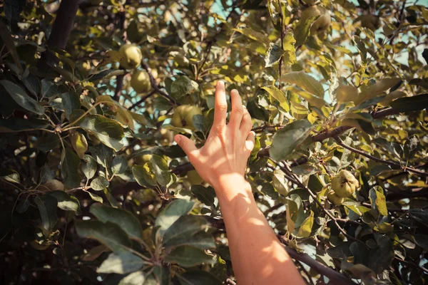 La mano de una joven mientras recoge manzanas — Foto de Stock