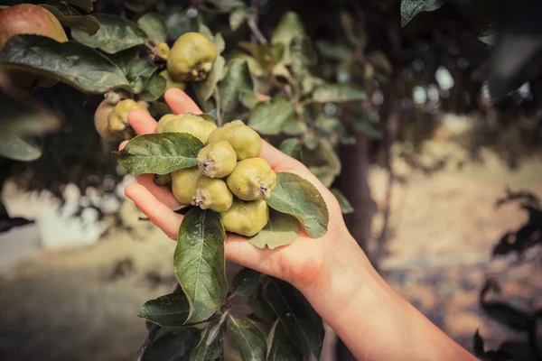Ruka mladé ženy jako ona je sbíral jablka — Stock fotografie