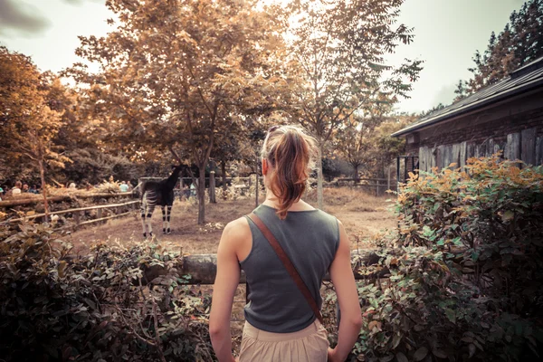Mujer joven mirando animales en el zoológico —  Fotos de Stock
