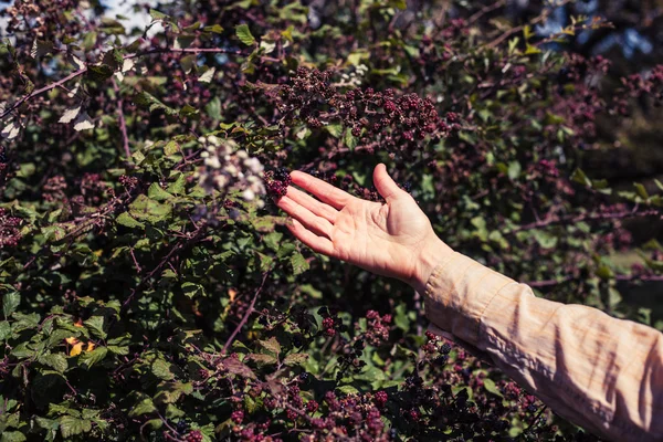 The hand of a woman picking berries — Stock Photo, Image