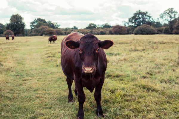 Vacas de pie en un campo —  Fotos de Stock