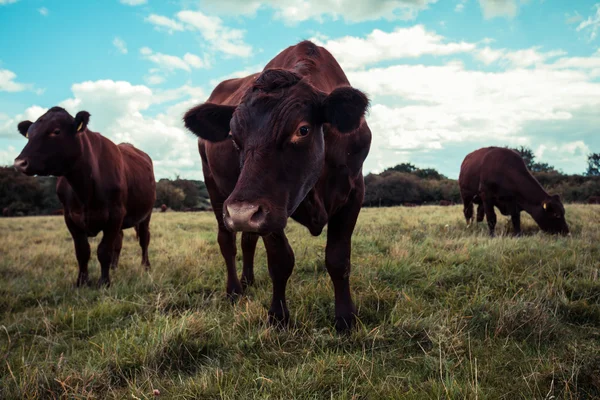 Vacas de pie en un campo —  Fotos de Stock