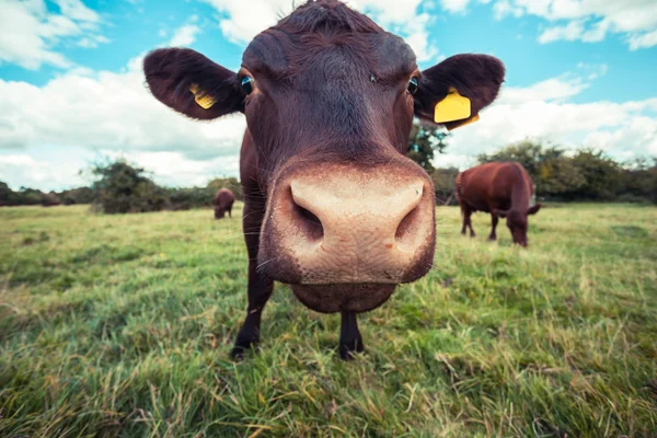 Primer plano de una vaca de pie en un campo —  Fotos de Stock