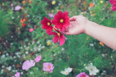Genç kadın çayır çiçek toplama