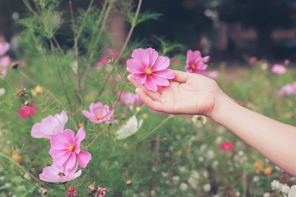 Jonge vrouw plukken bloemen in weide — Stockfoto