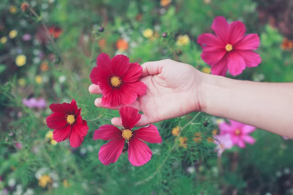 Mujer joven recogiendo flores en el prado — Foto de Stock