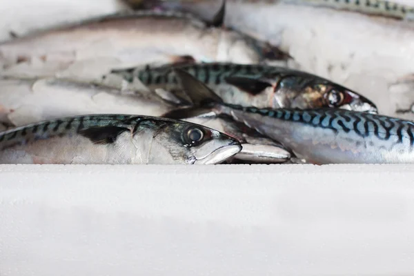 Box of fresh mackerel — Stock Photo, Image