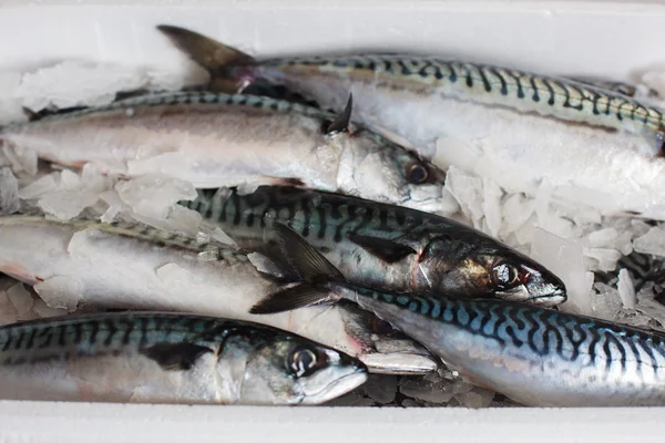 Box of fresh mackerel — Stock Photo, Image