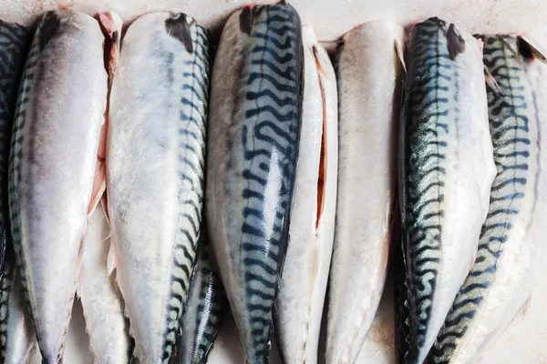 Cleaned and gutted mackerel — Stock Photo, Image