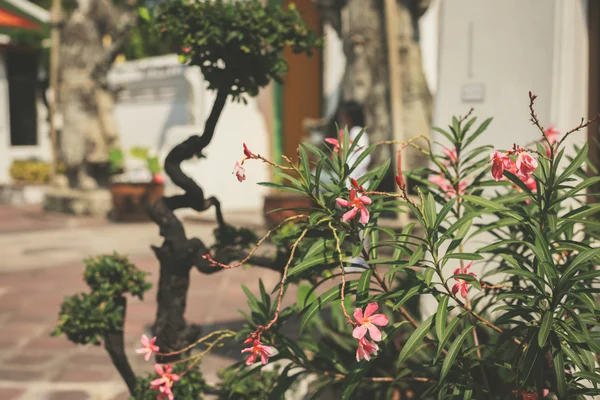 Flowers in a buddhist garden — Stock Photo, Image