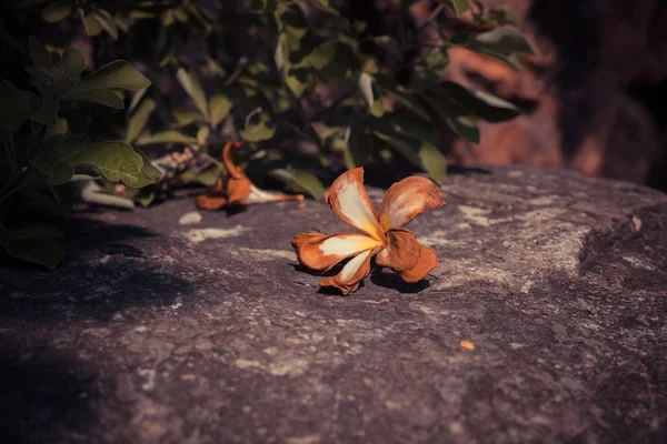 Orchidea morta su una roccia — Foto Stock