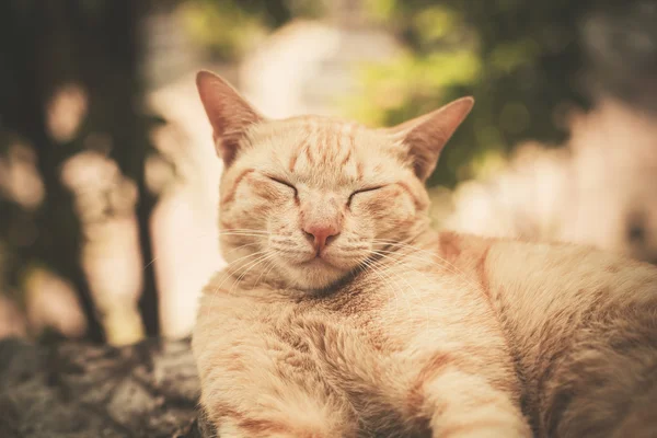 Gato dormindo na rocha no jardim — Fotografia de Stock