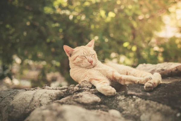 Cat sleeping on rock in garden — Stock Photo, Image