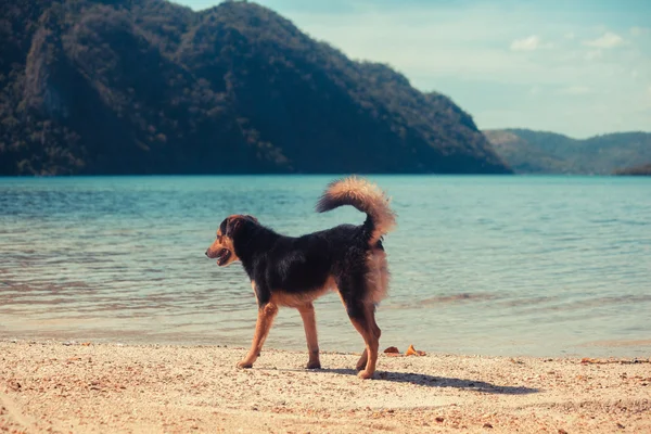 Dog walking on tropical beach — Stock Photo, Image