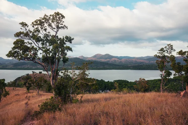 Arbres et végétation sur la colline en climat tropical — Photo