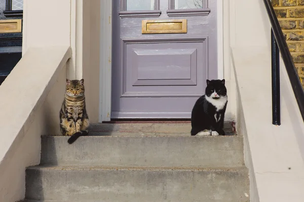 Zwei Katzen sitzen auf dem Hocker vor dem Haus — Stockfoto