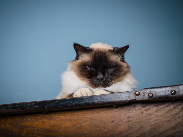 Birman gato con gruñón mirada en su cara —  Fotos de Stock