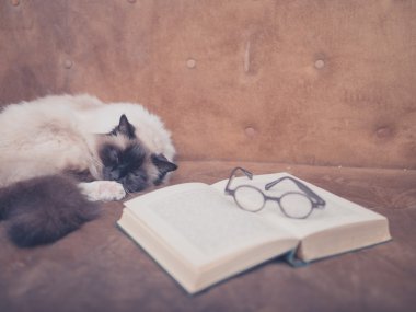 Kanepe üzerinde kitap ile şirin ve akıllı kedi