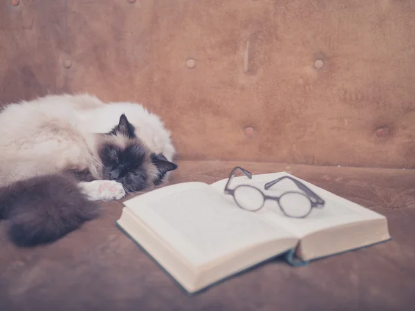 Cute and clever cat with book on sofa — Stock Photo, Image