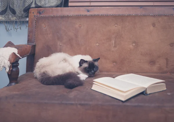 Cute and clever cat with book on sofa — Stock Photo, Image