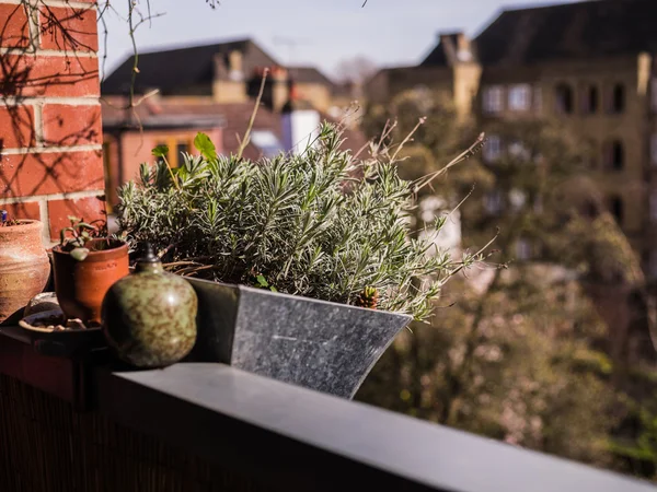 Plantas y flores en el balcón —  Fotos de Stock