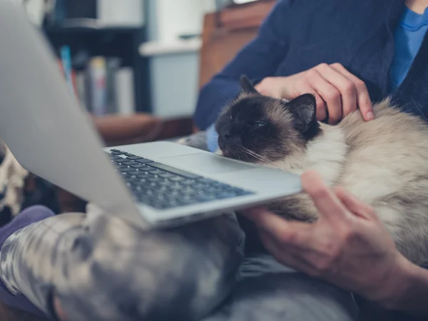 Žena s kočka a laptop — Stock fotografie