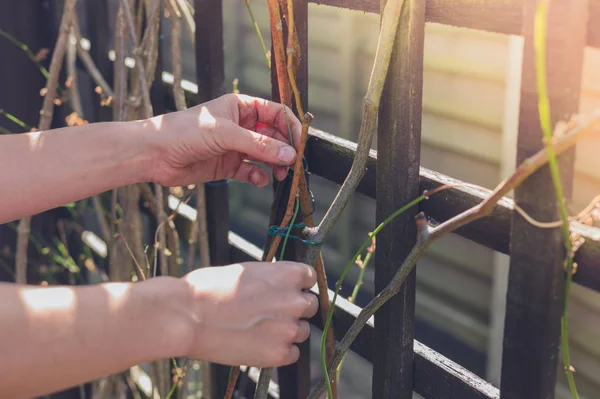 Main féminine touchant la vigne — Photo