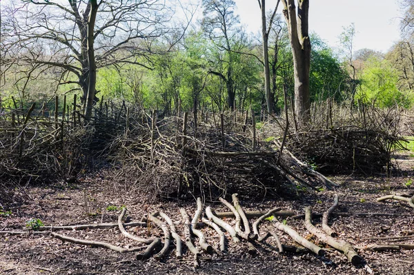 Valmuer i en skog – stockfoto