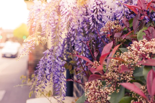 Şehirdeki bir ev üzerinde büyüyen wisteria — Stok fotoğraf