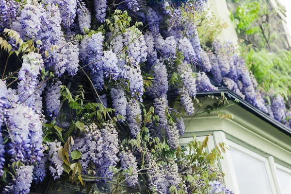 Wisteria growing on a house in the city — Stock Photo, Image