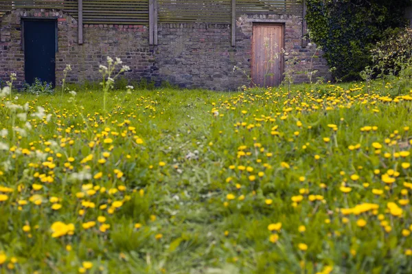 Meadow with path leading to two doors — Stock Photo, Image