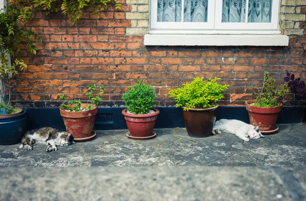 Due gatti che dormono fuori da una casa Foto Stock