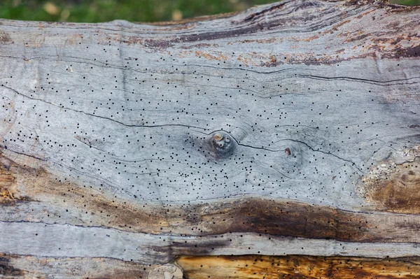 Tree trunk with worm holes — Stock Photo, Image