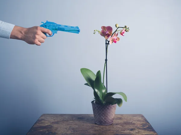 Man watering orchid with water pistol — Stock Photo, Image