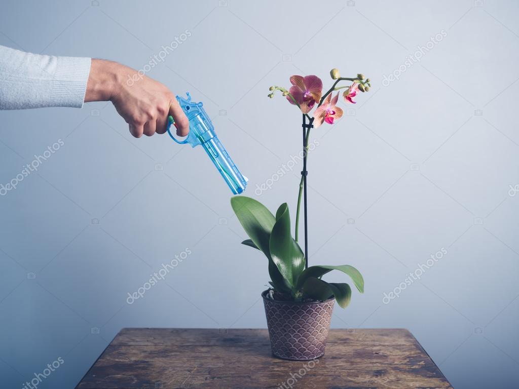 Homme Darrosage Orchidée Avec Pistolet Deau Photographie