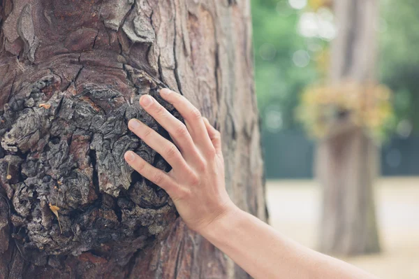 Kvinnlig hand röra träd i skogen — Stockfoto