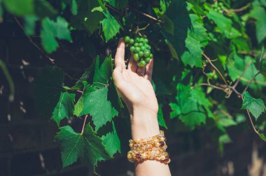 El malzeme çekme üzüm